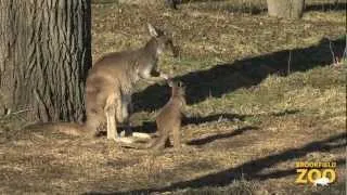 Baby Kangaroos Thinking Outside the Pouch