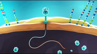 Phages vs. bacteria - animation showing infection mechanisms