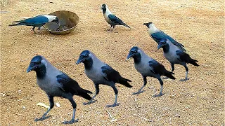 Funny Game Of Crows - Crows Playing Together