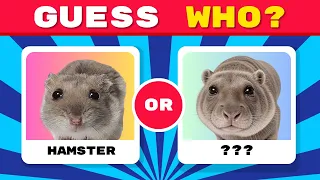 A Sad Hamster but... will you Guess WHO?!