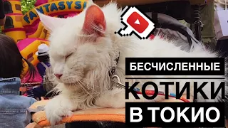 Токио! #3🏙 Храм с котиками🐱 Манэки Нэко😻❤️