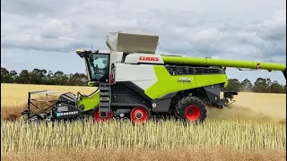 CLAAS LEXION 8800 harvesting canola