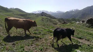 бежта бои быков, бык к1ола. Бежта Дагестан.