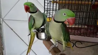 Indian talking Parrot || Parrot Talking || cocktail Parrot || Cute Parrot sound natural, no | Indian