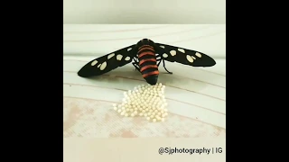 Amata moth laying eggs | SJPHOTOGRAPHY