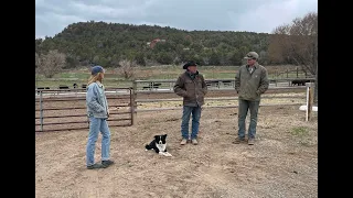 Helping With Bull Delivery - Herd Quitter Minute