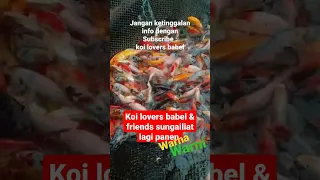 Panen koi ogon, koi kujaku, koi kohaku, koi platinum, koi hariwake | koi lovers and friends #shorts