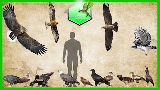 Eagle Species Size Comparison [LİVİNG EXTİNCT]