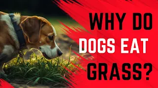Shocking Findings: The Real Reasons Why Dogs Eat Grass Revealed!