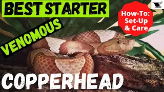 Copperhead in Captivity | Best Starter Venomous | How-To: Set-Up & Care Guide