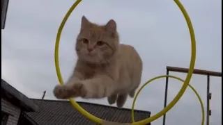 Красавчик Рыжик добрый парень 😇 умный кот