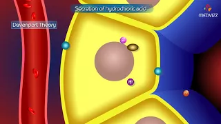 Hydrochloric acid secretion by  Parietal cells in stomach - Physiology Animations