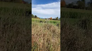 Pumpkin Trebuchet at Castle Hill Farms, Newtown, CT 10/12/19