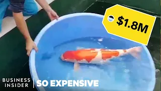 Why Koi Fish Are So Expensive | So Expensive