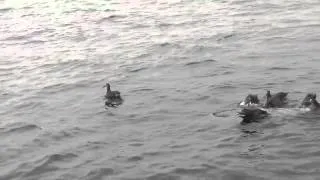 Albatross Eating Gray Whale Blubber