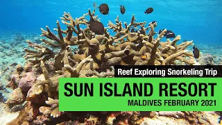 Maldives Reef Exploring - Sun Island Resort Snorkeling Trip