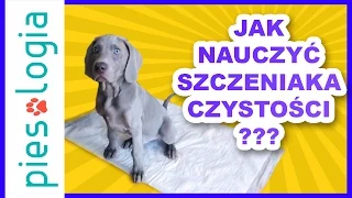 Nauka czystości