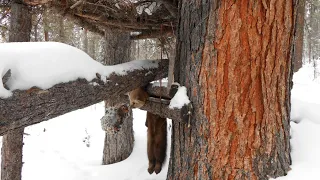 Охотничьи были в тайге ( Hunting were in the taiga )