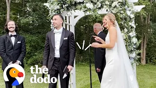 Stray Cat Crashes Couples’ Wedding | The Dodo