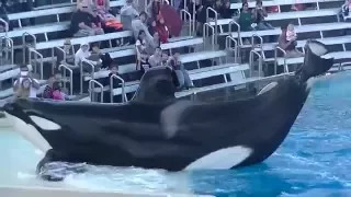 Killer Whales: Up Close(Full Show/Full HD) Dec 10 2015 - SeaWorld San Diego