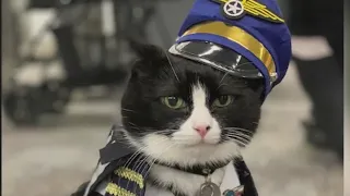 9@9: Meet the airport 'therapy cat'