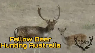 Fallow Deer Hunting | Watervalley Station
