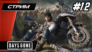 DAYS GONE (Жизнь После) - Прохождение ▶ #12