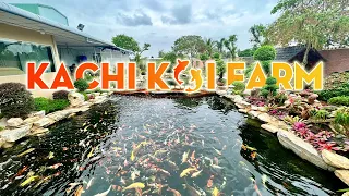 Thousands of Japanese KOI fish worth billions at KACHI KOI FARM in Long An #hugoduong