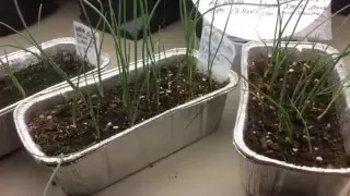 ONION SEED -  SPROUTING EXPERIMENT - WHICH WAY IS BEST?  (OAG 2015)