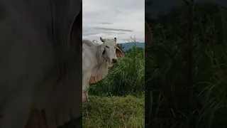 30k PESOS pure breed Brahman na ganador na baka famous sa amin pure breed may branded pa at ear tag