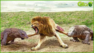 30 Moments The Lion Gets A Bitter End For Dare To Challenge The Komodo Dragon | Animal Fight