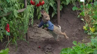 Rabbit Stealing Vegetables