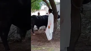 Dangerous Bull Qurbani 2022//Angry Bull//#shorts #bakraeid#viralvideo #youtubeshorts