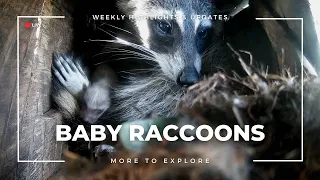 Baby Raccoons | More to Explore