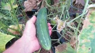 How to Easily Collect & Save Garden Cucumber Seeds: The Rusted Garden 2013