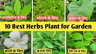 10 Best herbs Plant for Garden || यह 10 औषधीय पौधे गार्डन में जरूर लगाएं | Home Garden