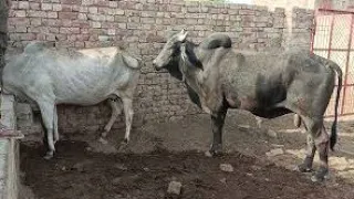 cow meeting! white cow v/s black Bull...Village Animals lovers Rajasthan part-2 April 19, 2022