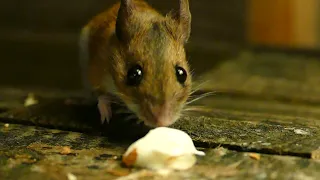 Wood Mouse eats yogurt.