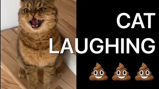 Laugh Cat Poop