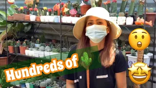 HUNDREDS OF CACTUS AND SUCCULENTS COLLECTION TOUR