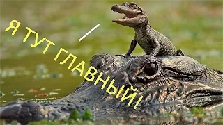 МАЛЕНЬКИЙ ВОЖАК! Иерархия среди молодых крокодилов!