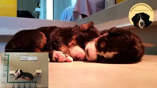 Best of my 9 BERNESE MOUNTAIN DOG PUPPIES! Masha's puppies WEEK 2 UPDATE!