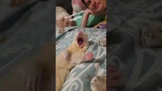 A Ferret Face Full of Bliss