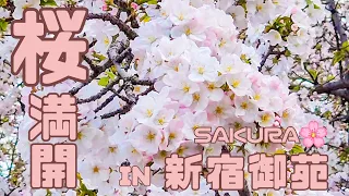 【最新桜情報🌸】桜満開の新宿御苑を歩く2024年4月~ Beautiful "Sakura“ View in Shinjuku Gyoen National Park~