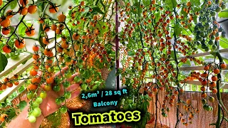 Growing Lots of Tomatoes from Seed  to multiple Harvests (Small Balcony)