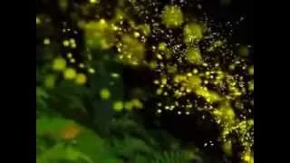 Dance of the fireflies 螢火蟲之舞