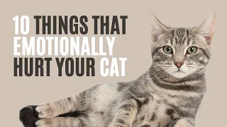 10 Things that EMOTIONALLY Hurt Your Cat