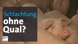 Bauer mit eigenem Schlachthof: Sterben Schweine und Rinder hier ohne Qualen? | BR24