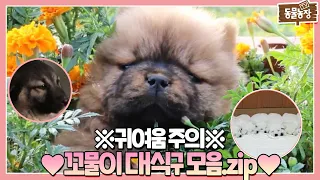 [SUB] 귀여움으로 레전드💥 찍어버린 사고뭉치 💖꼬물이 대가족 모음.zip💖 #TV동물농장 #AnimalFarm #SBSstory