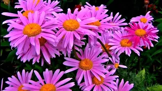 Самые неприхотливые цветы для солнечных мест в саду